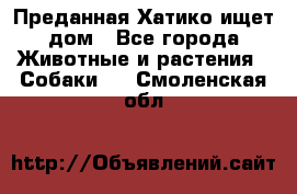 Преданная Хатико ищет дом - Все города Животные и растения » Собаки   . Смоленская обл.